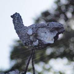 貝がら公園