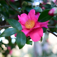 山茶花