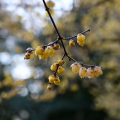 ふれあいの森