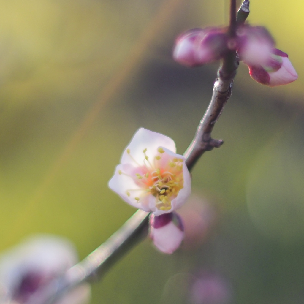 佐布里池