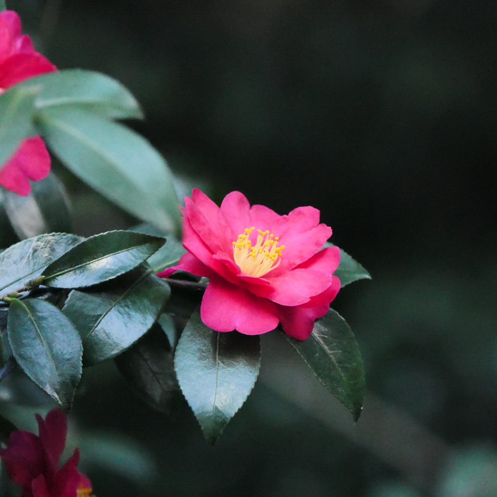 山茶花