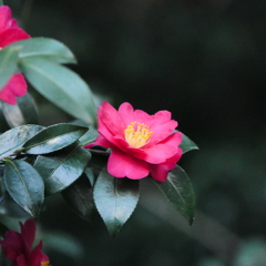 山茶花