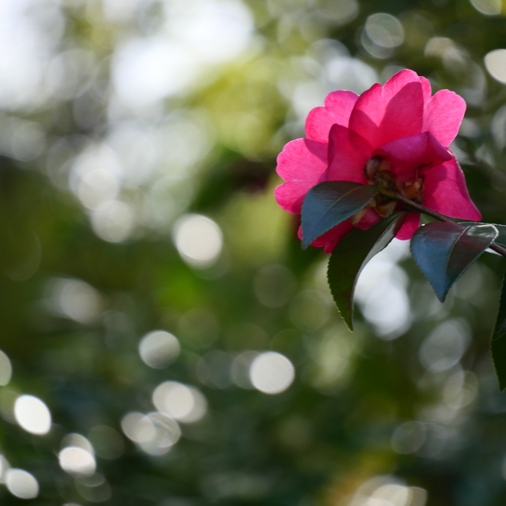 山茶花