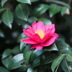 雁宿公園