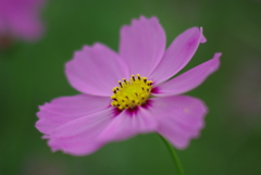 秋桜