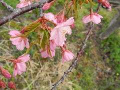 高砂山公園