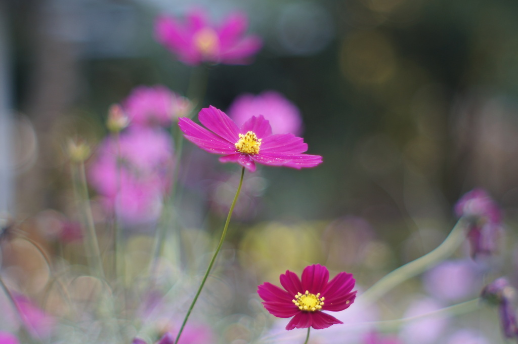 秋桜
