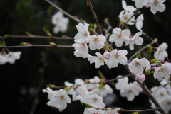 誓海寺