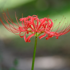 ふれあいの森