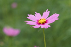 秋桜