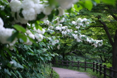 泉の森にて、 泉の森にて、