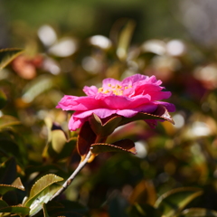 ふれあいの森
