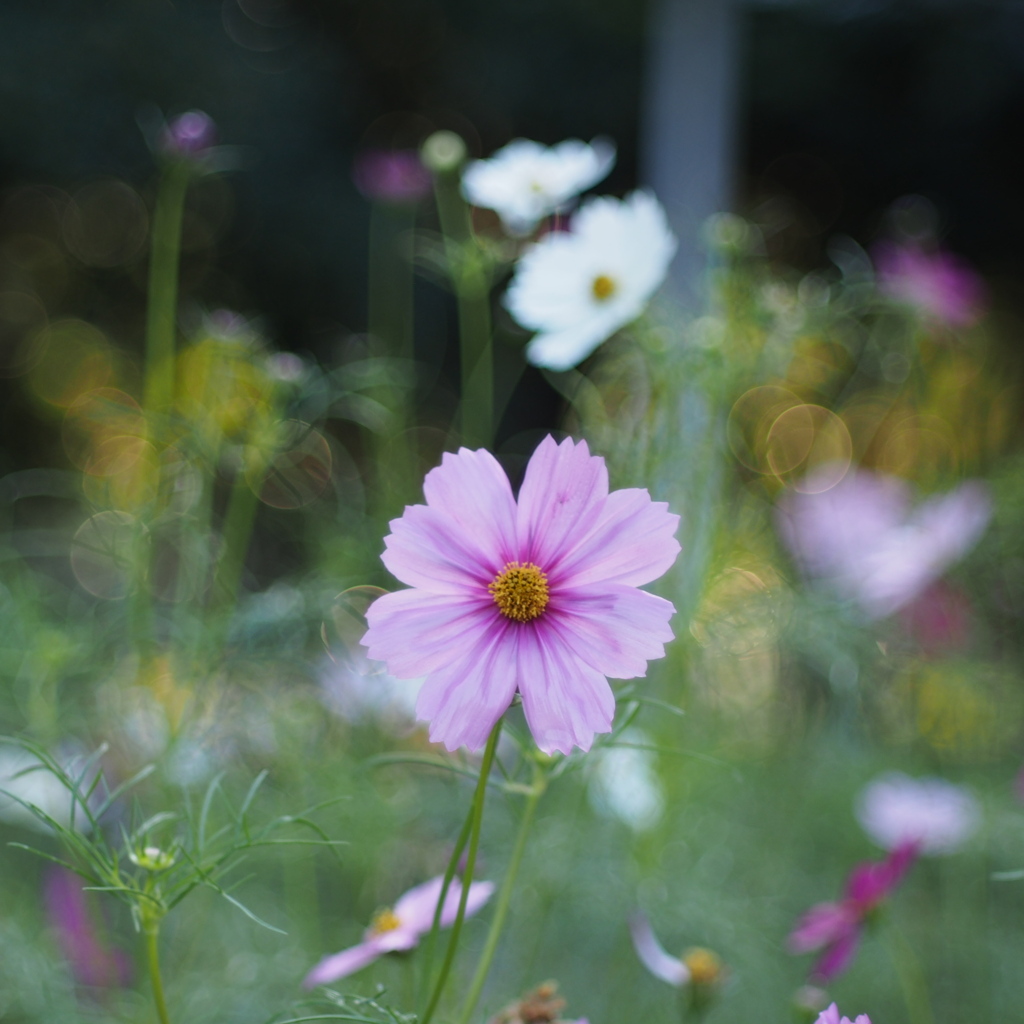 秋桜