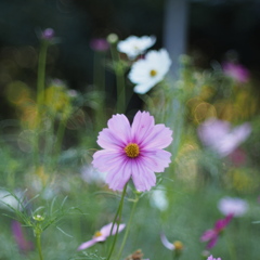 秋桜