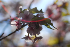 聖崎公園