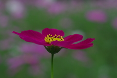 秋桜