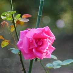 薔薇