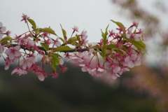河津桜