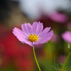 秋桜