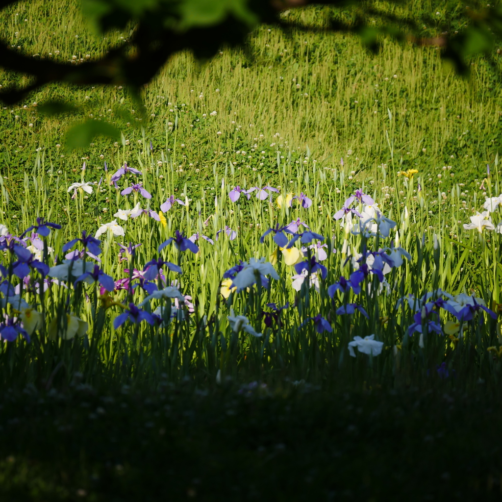 菖蒲園