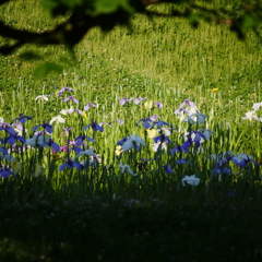 菖蒲園