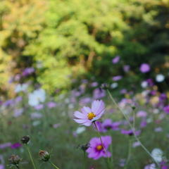 秋桜