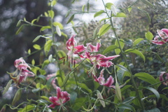 於大公園
