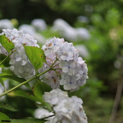 紫陽花