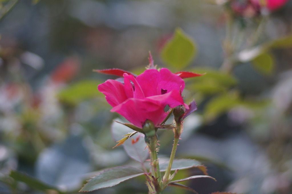 薔薇