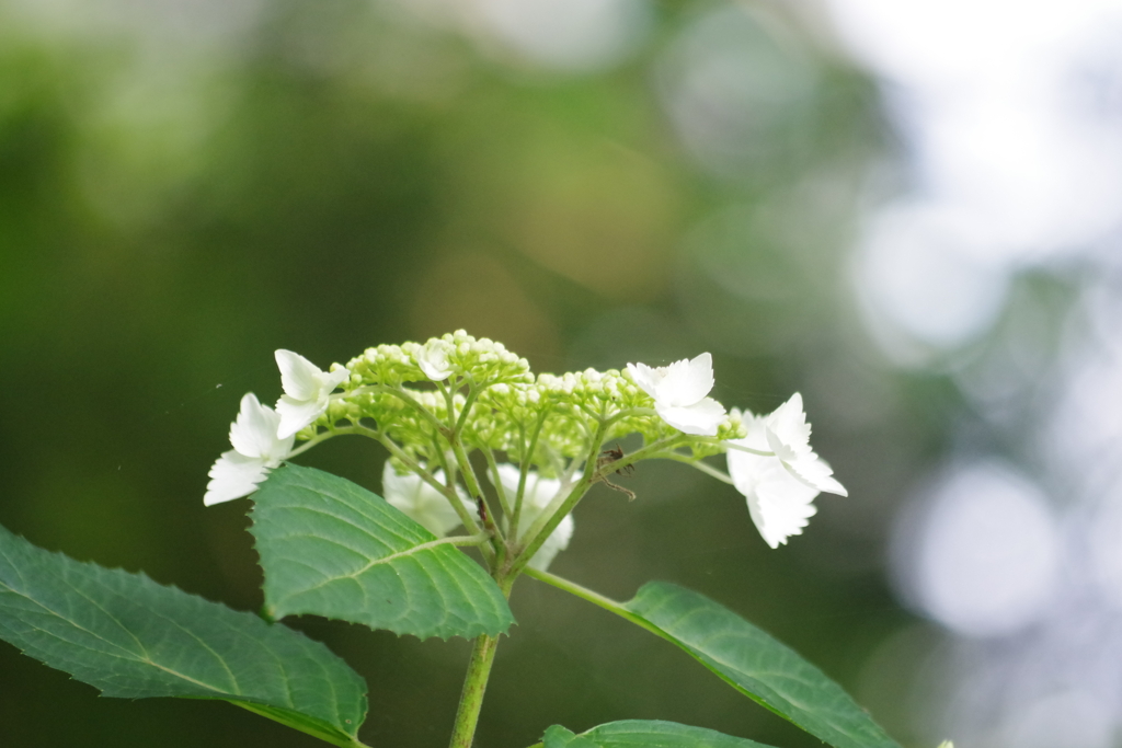 紫陽花