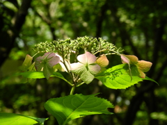 紫陽花