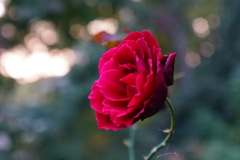 薔薇