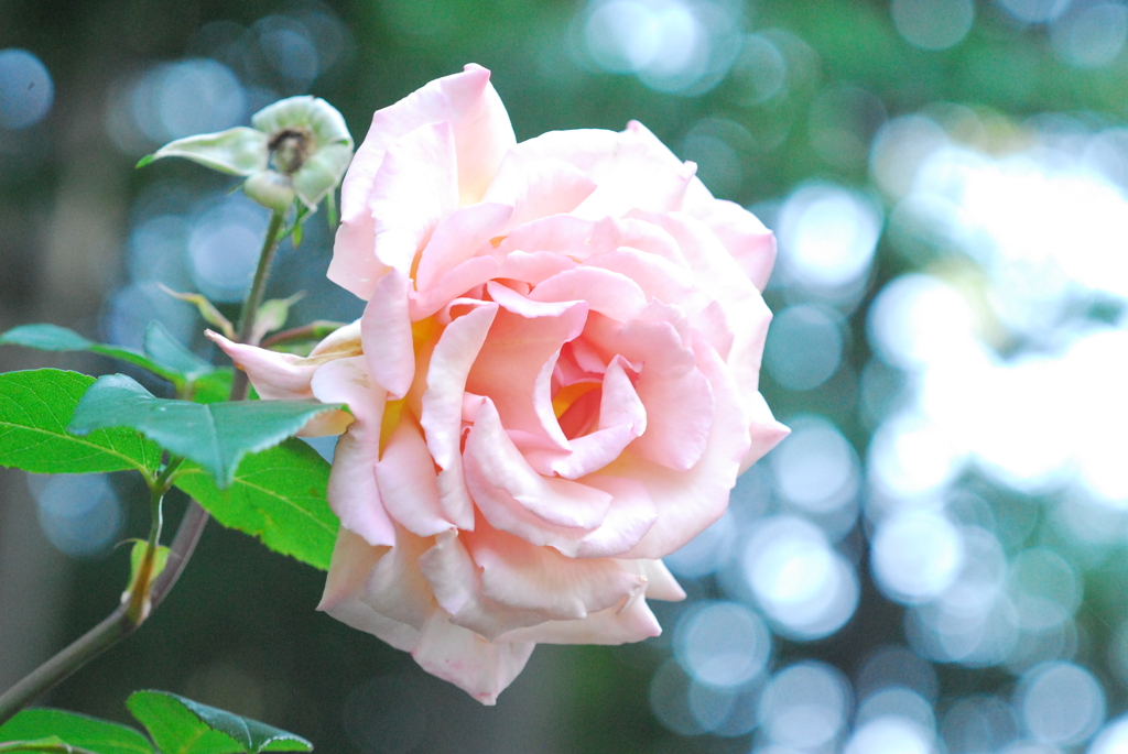 薔薇