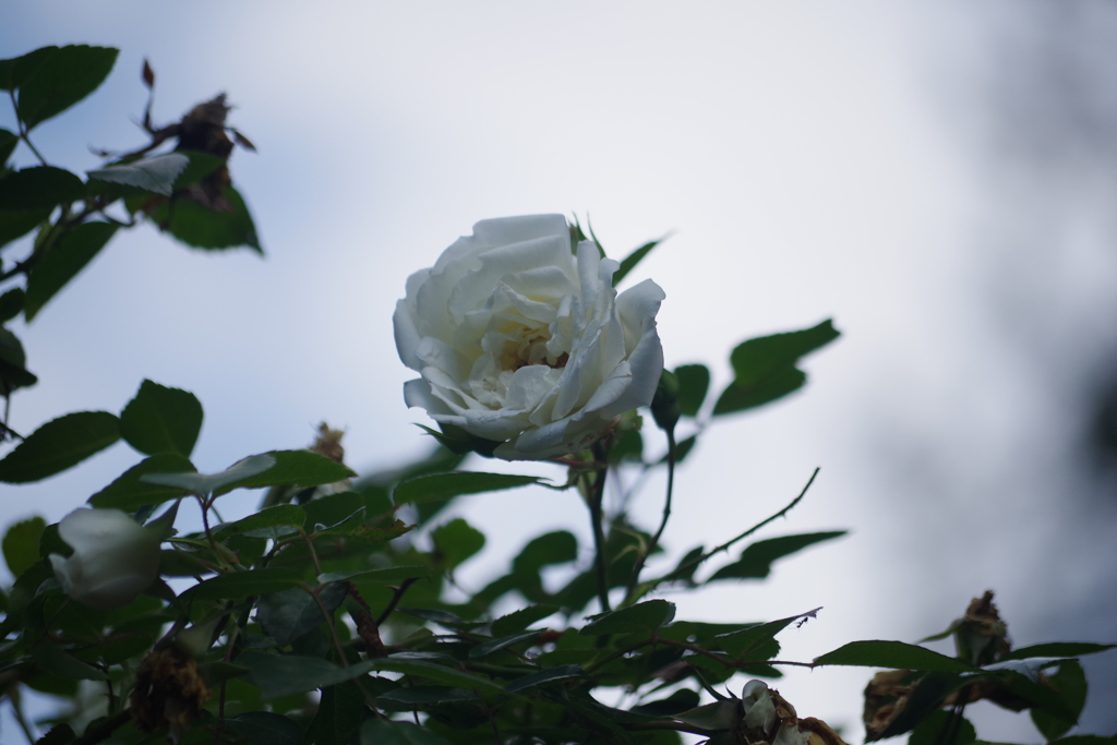 ふれあいの森