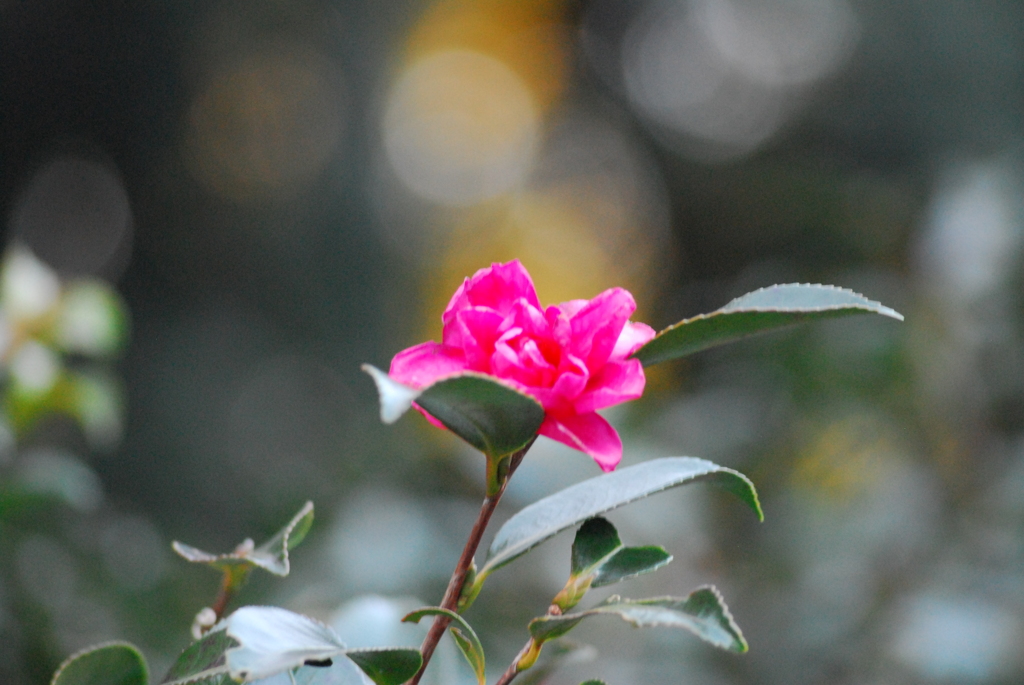 山茶花
