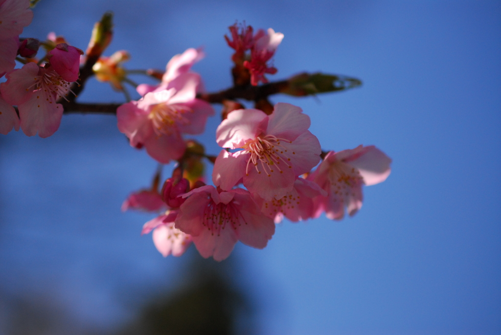 河津桜