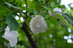 オオデマリ オオデマリ