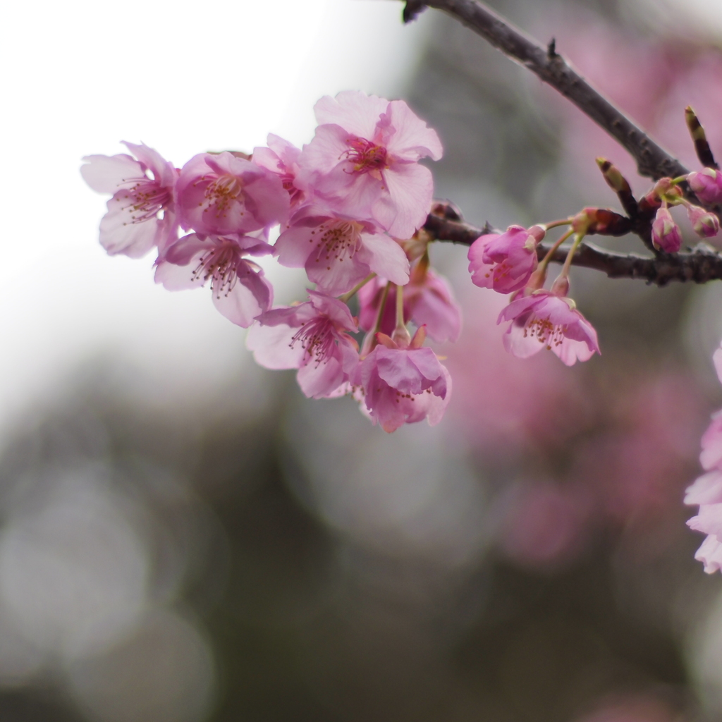 河津桜