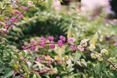 薬師池公園 薬師池公園