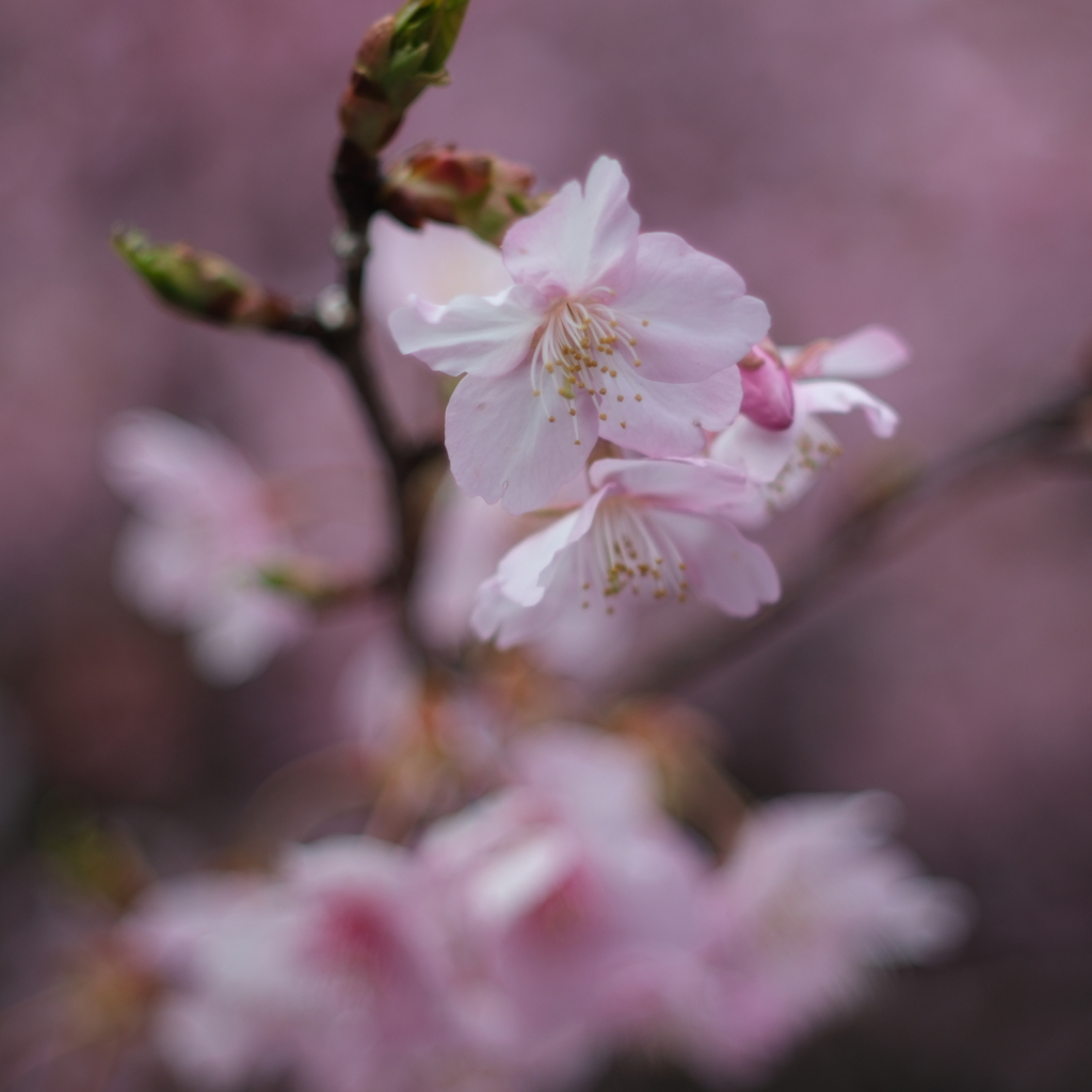 河津桜