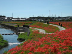 矢勝川ヒガンバナ
