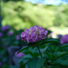 紫陽花