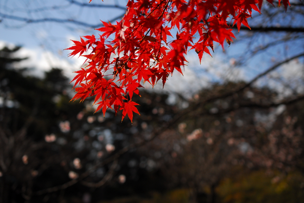 桜と紅葉