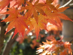 半六庭園