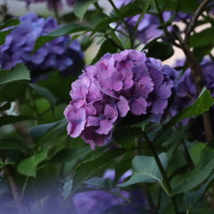 紫陽花
