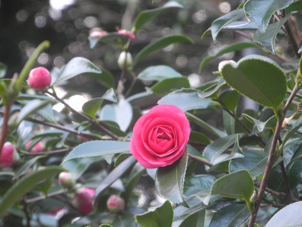 山茶花