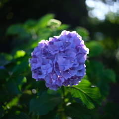 紫陽花