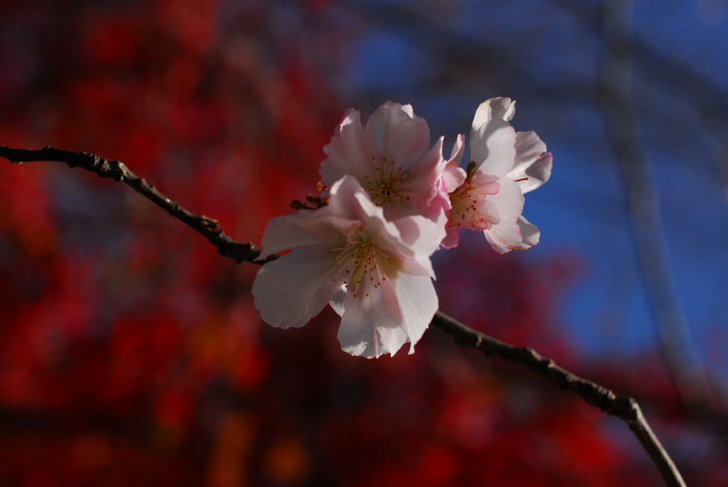 桜と紅葉