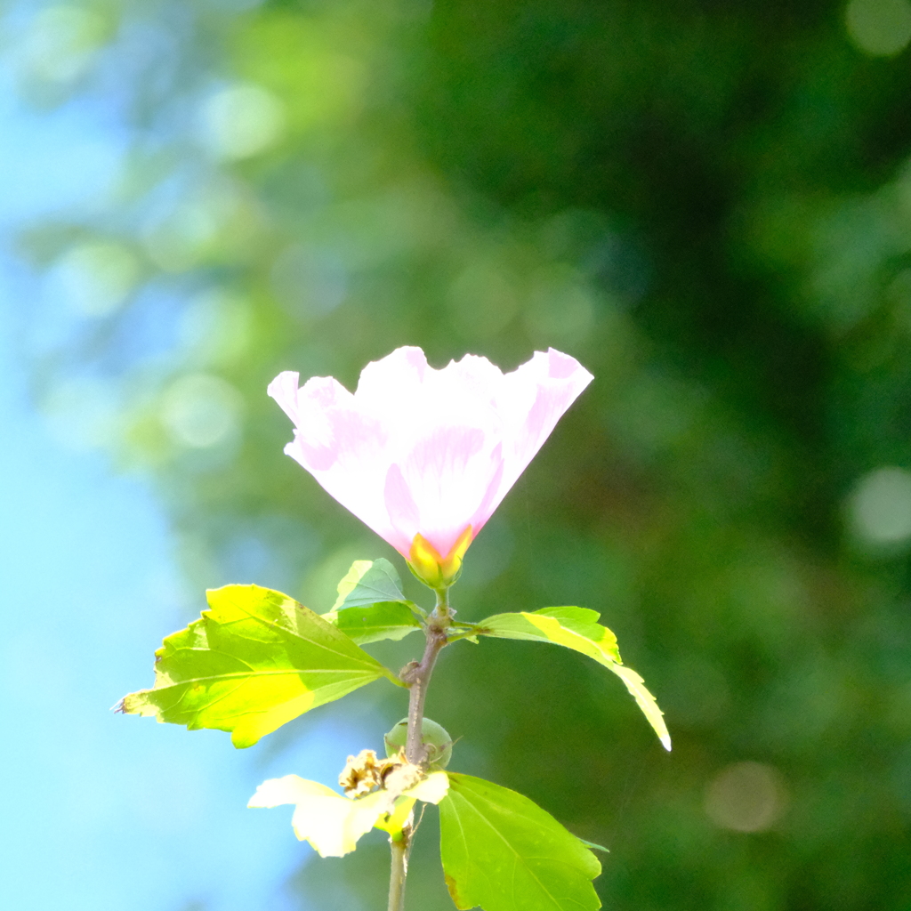 相模原北公園
