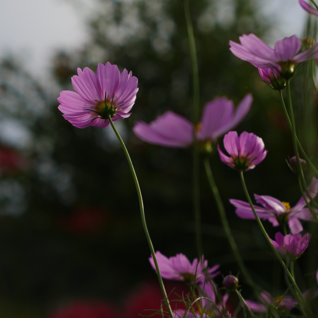 秋桜